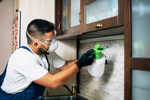 Best Wasp Removal Services  in Bolivar Peninsula, TX