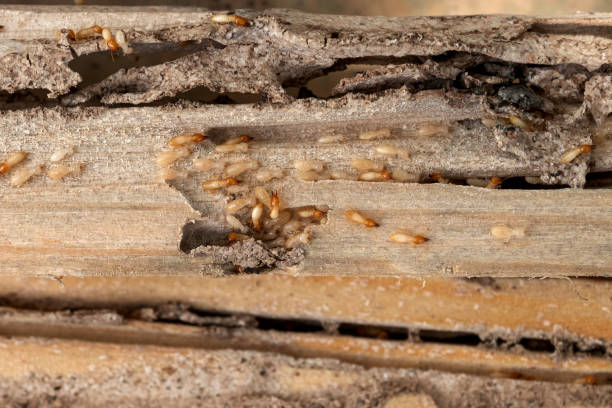 Best Local Pest Control Services  in Bolivar Peninsula, TX