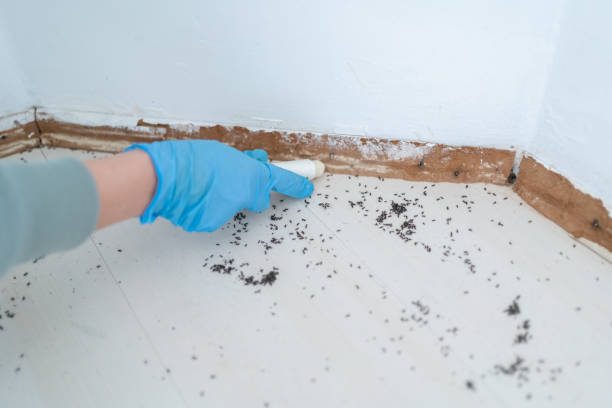 Best Commercial Pest Control Services  in Bolivar Peninsula, TX